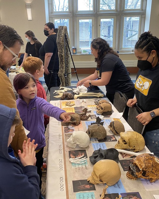 Visitors handling a timeline of hominin skulls laid out along a table.