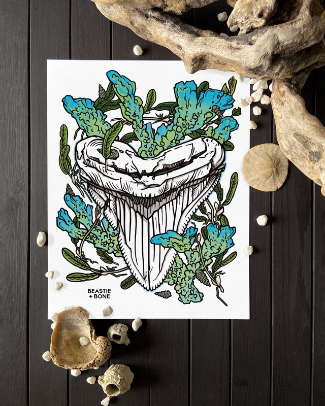 Print of a large fossil shark tooth sprouting blue and green sea plants, laid on dark wood with shells and driftwood, by Stacia Baldwin.