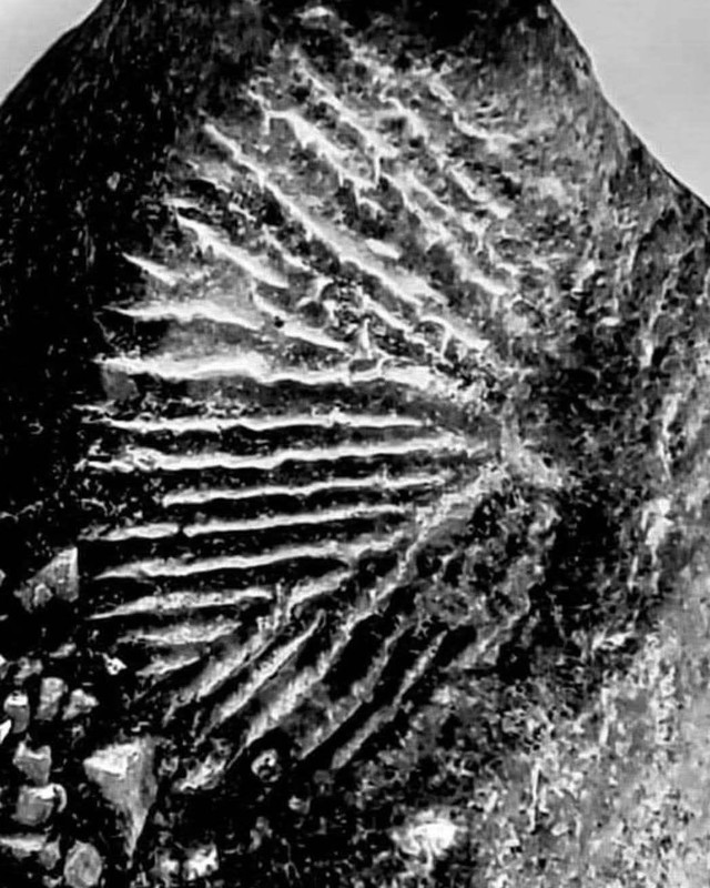Black and white close view of a fan shaped fenestrate bryozoan preserved in rock, photographed by Donna Bowman.