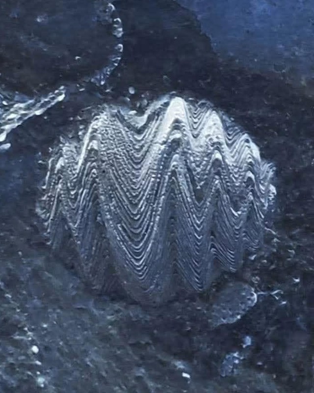 Blue toned close view of a brachiopod shell with deep zigzag ribbing, photographed by Donna Bowman.