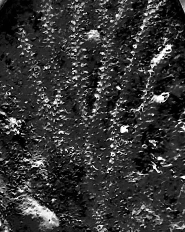 Black and white close view of a ribbed and finely pitted fossil surface, photographed by Donna Bowman.