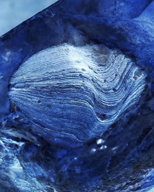 Blue toned close view of a brachiopod shell covered in fine growth lines, photographed by Donna Bowman.