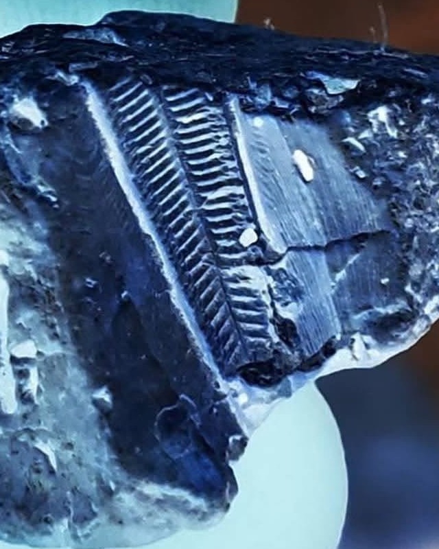 Blue toned close view of a comb like fossil structure along a broken rock edge, photographed by Donna Bowman.