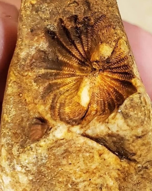 A crinoid calyx with feathery arms preserved in tan limestone, photographed by Donna Bowman.