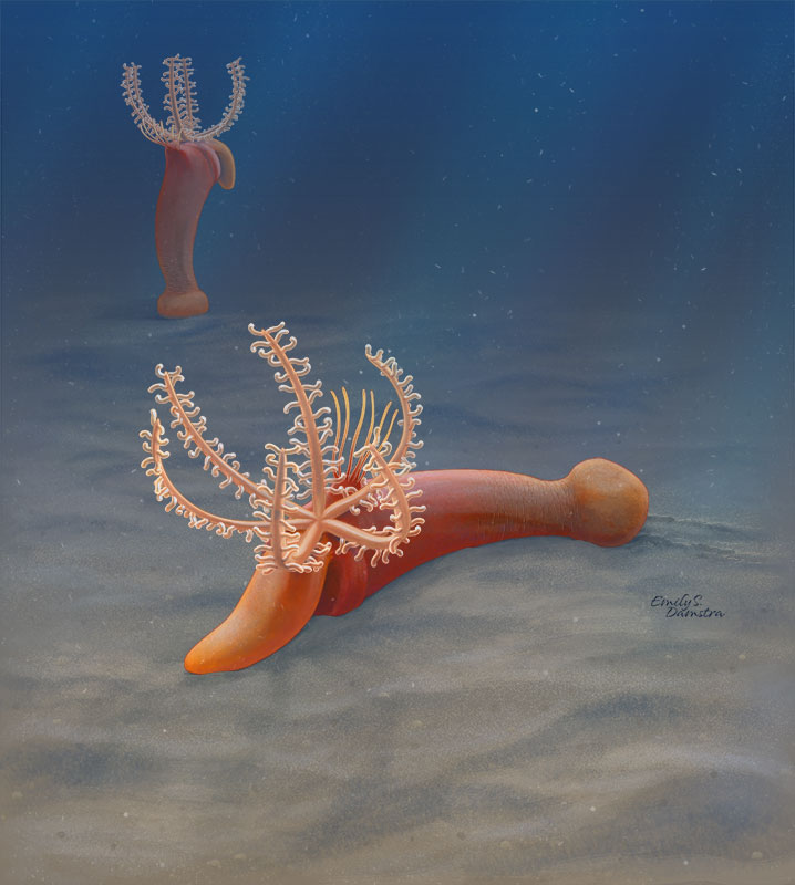 Reconstruction of Gyaltsenglossus senis, a small stalked hemichordate with curling feeding arms, on the sea floor, by Emily S. Damstra.