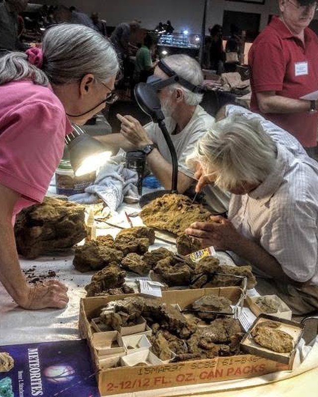 Club members preparing fossils around a table at a show.