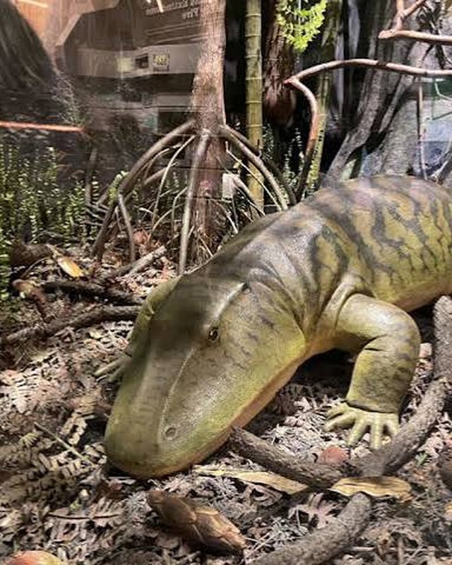 A life-size model of Eryops, a Permian amphibian, in a swamp diorama.