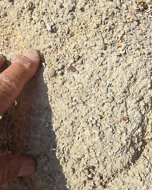 A hand pointing at a small fossil in a spread of screened gravel.