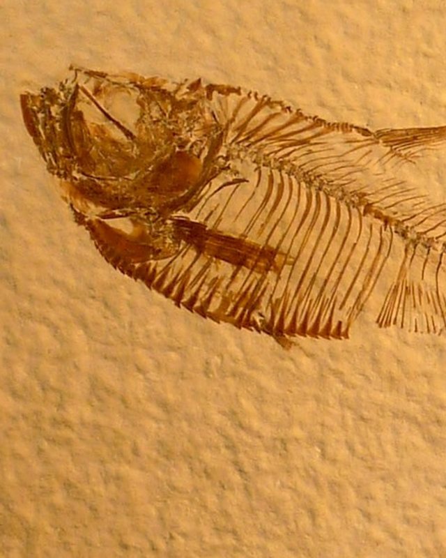 A fossil fish skeleton on a split slab of pale Green River limestone.