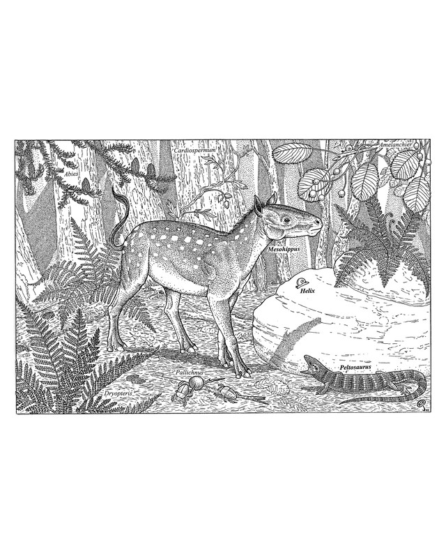 Pen and ink drawing of the small early horse Mesohippus in a forest of ferns, with a lizard in the foreground, by Russell J. Hawley.