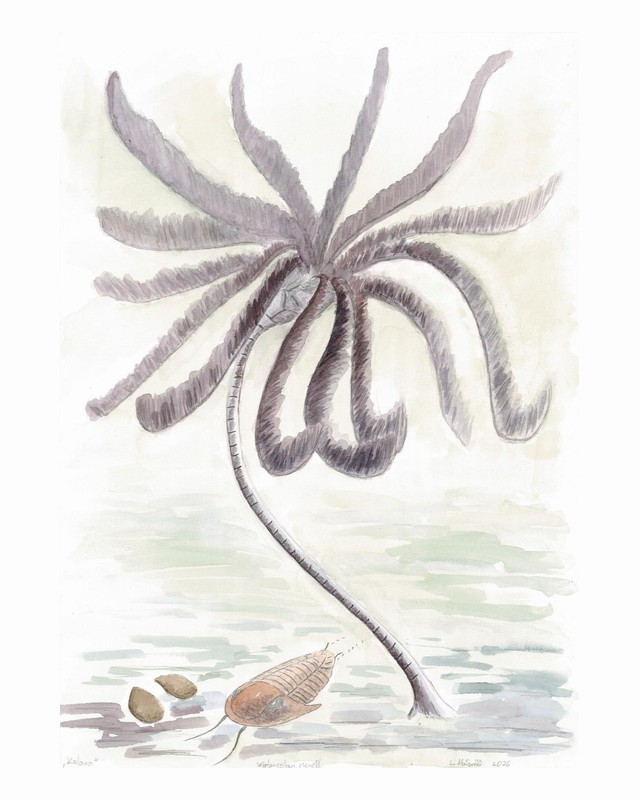Watercolour of a crinoid on a long stalk above the sea floor, with a trilobite below, by Laura Maisvali.