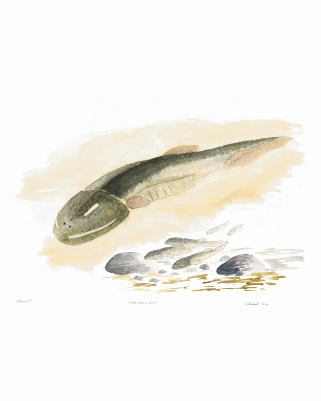 Watercolour of an early tetrapod resting on a sandy bottom beside a group of smaller ones, by Laura Maisvali.