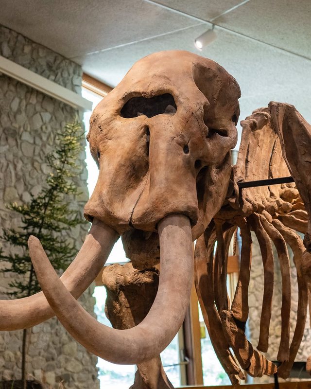 A mastodon skeleton mounted in the museum, tusks curving forward beneath the skull.
