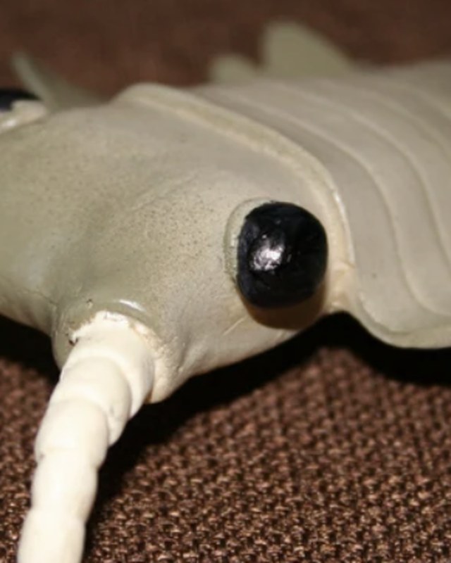 A close view of a pale anomalocarid sculpture showing its stalked eye, by Patrick May.