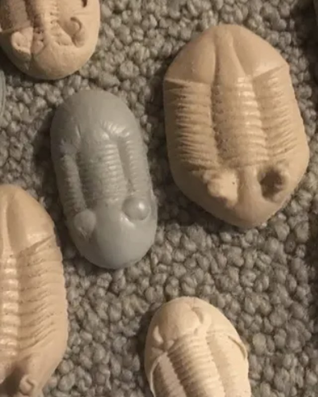 A group of trilobite casts in cream and grey, by Patrick May.