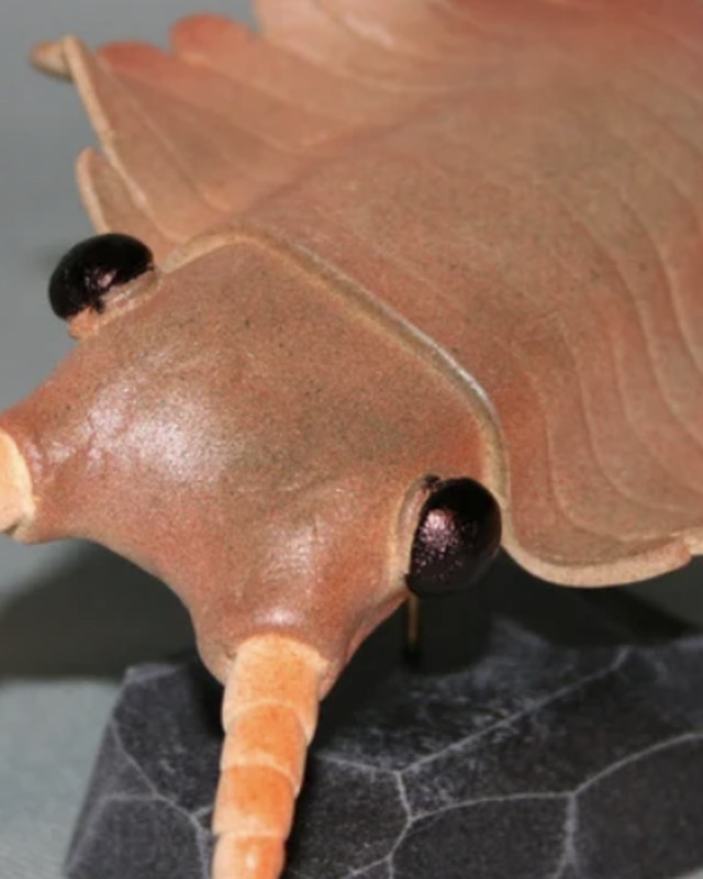 A pinkish anomalocarid sculpture seen head on, mounted on stone, by Patrick May.
