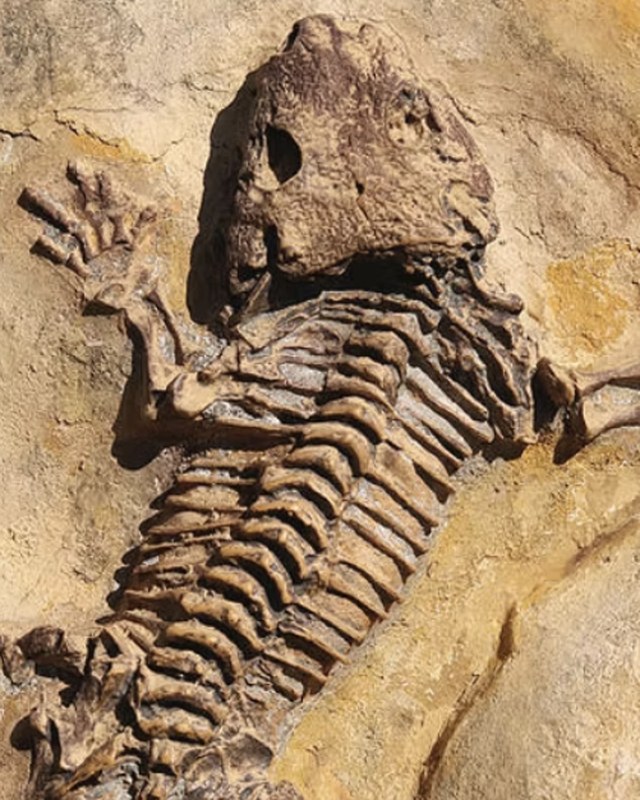 A small skeleton preserved in pale rock, skull and ribs exposed.