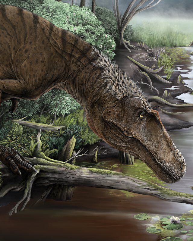 A large predatory dinosaur lowering its head to the muddy edge of a stream, by Jonathan Metzger.