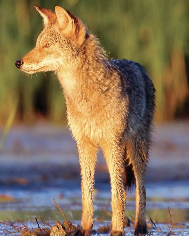 A coyote standing at the edge of shallow water in evening light.