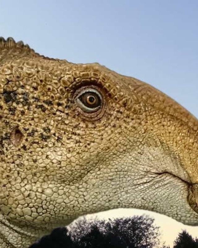 A life-size hadrosaur head model against an evening sky.