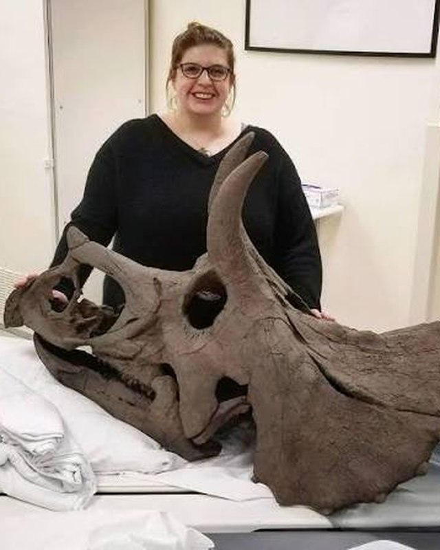 Ashley Morhardt behind a Triceratops skull on a work table.