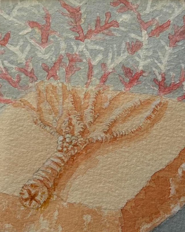 Watercolour of Eperiscrinus missouriensis, the Missouri state fossil, resting on rock beneath pink and white sea life, by Steven Newton.