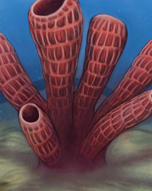 Illustration of Falospongia ramosa, a cluster of red tube sponges on the sea floor, by Domenic Pennetta.