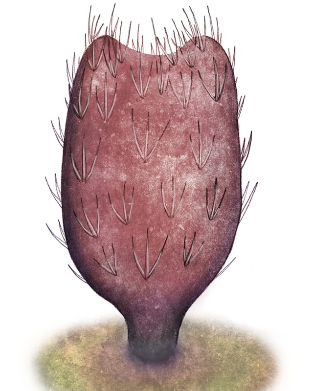 Illustration of Allonia phrixothrix, a bristled purple sponge anchored in sediment, by Domenic Pennetta.