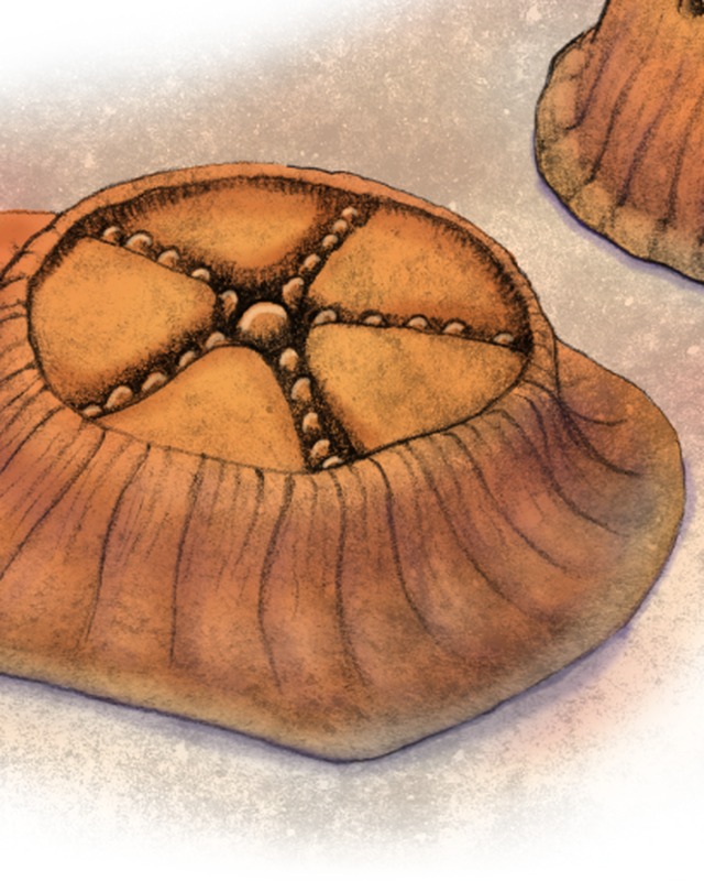 Illustration of Arkarua adami, a small disc shaped animal with a five rayed top, by Domenic Pennetta.
