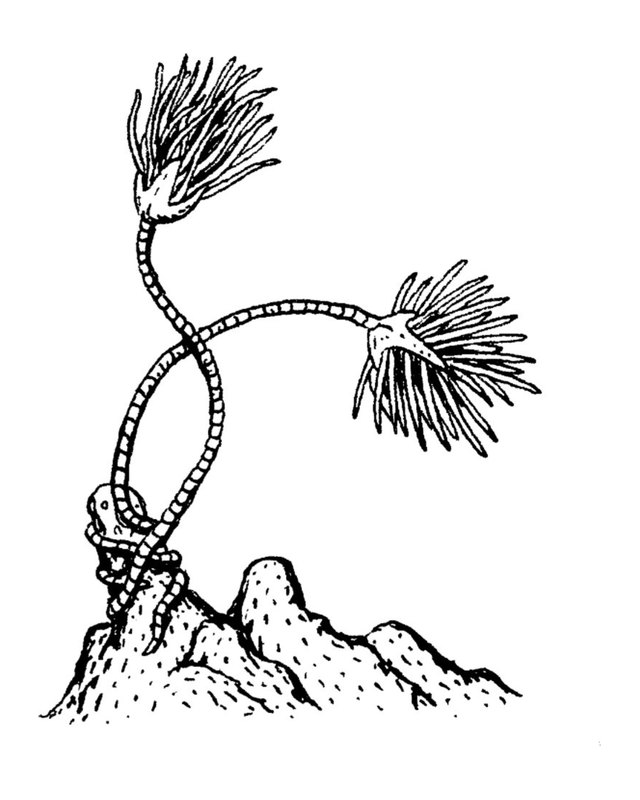 Placeholder drawing by Patrick Weck. Photo coming.