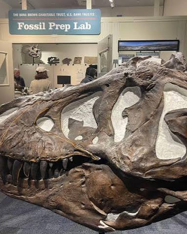 A cast Tyrannosaurus skull in front of the Fossil Prep Lab sign.