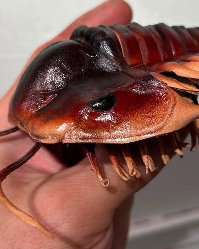 A leather trilobite sculpture held in one hand, its shell shading from dark brown to amber, by Jason Timmermans.