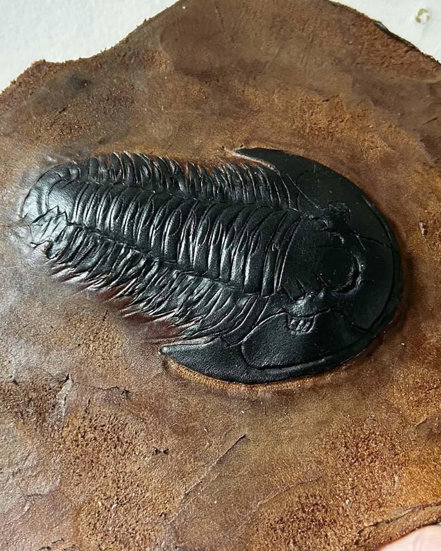 A black leather trilobite mounted on a leather slab shaped like rock, by Jason Timmermans.