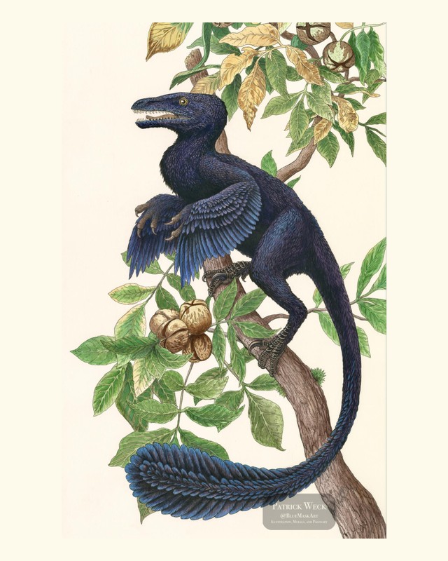 Painting of a juvenile Deinonychus with deep blue plumage perched in a hickory tree, by Patrick Weck.