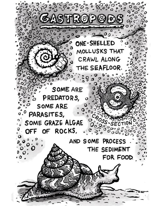 Ink panel on gastropods, with a fossil snail, a cross-section, and a living sea snail, by Patrick Weck.