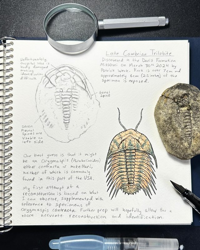 Sketchbook page with pencil and watercolour studies of a Late Cambrian trilobite from Missouri's Davis Formation, beside the fossil, by Patrick Weck.