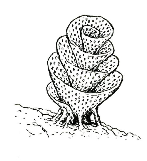 Ink drawing of an Archimedes bryozoan fossil, by Patrick Weck.
