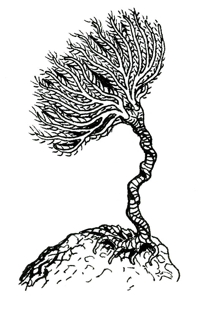 Ink drawing of a crinoid fossil on its stalk, by Patrick Weck.
