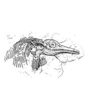 Ink drawing of an ichthyosaur by Patrick Weck.